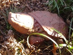 Snapper, from Garden of Destiny: The Norfolk Botanical Garden – A Natural Treasure, by Amy Waters Yarsinske