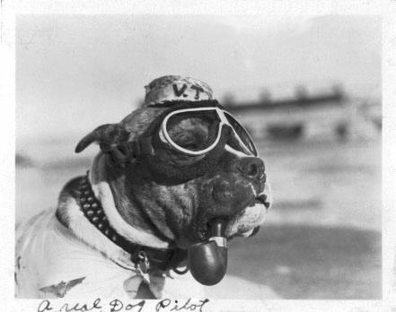 A real dog pilot